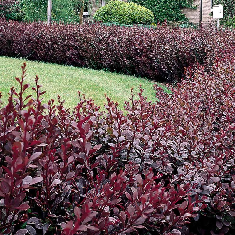 Барбарис Тунберга Berberis thunbergii Atropurpurea p9