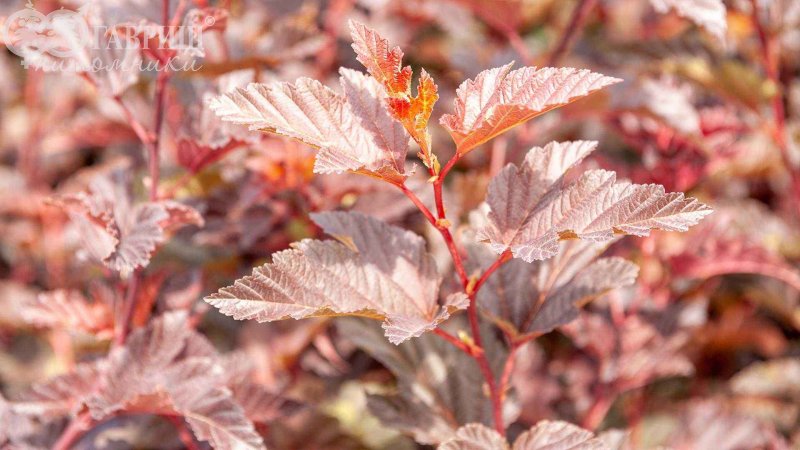 Пузыреплодник калинолистный Physocarpus opulifolius "Andre"