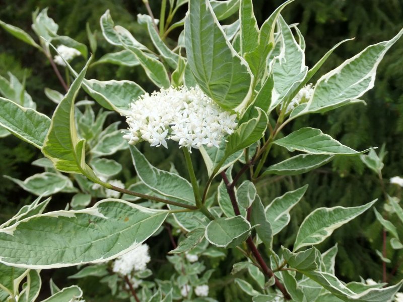 Cornus Alba elegantissima