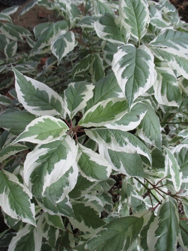 Дерен белый (Cornus Alba `Ivory Halo`)