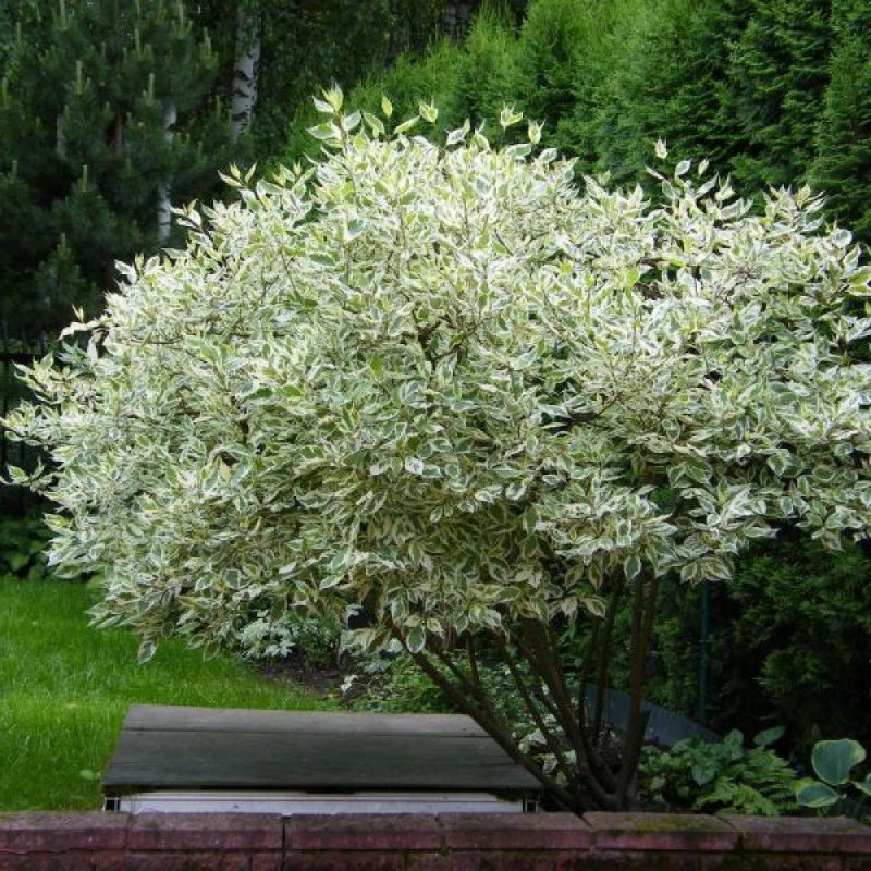 Дерен белый “айвори Хало”, Cornus Alba 'Ivory Halo'