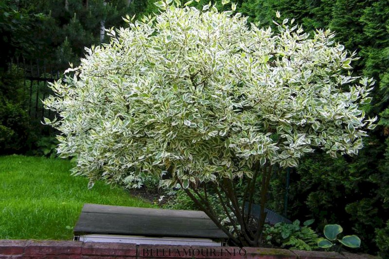 Дерен белый 'elegantissima'