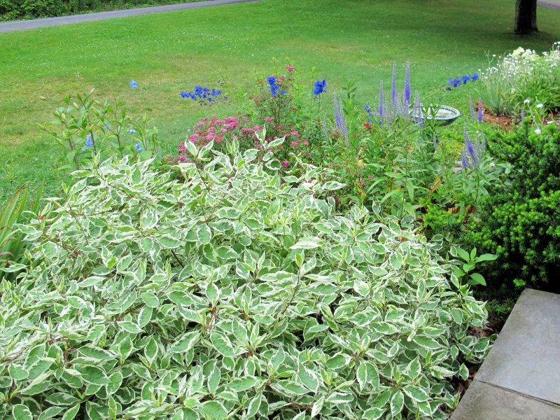 Дерен sibirica variegata