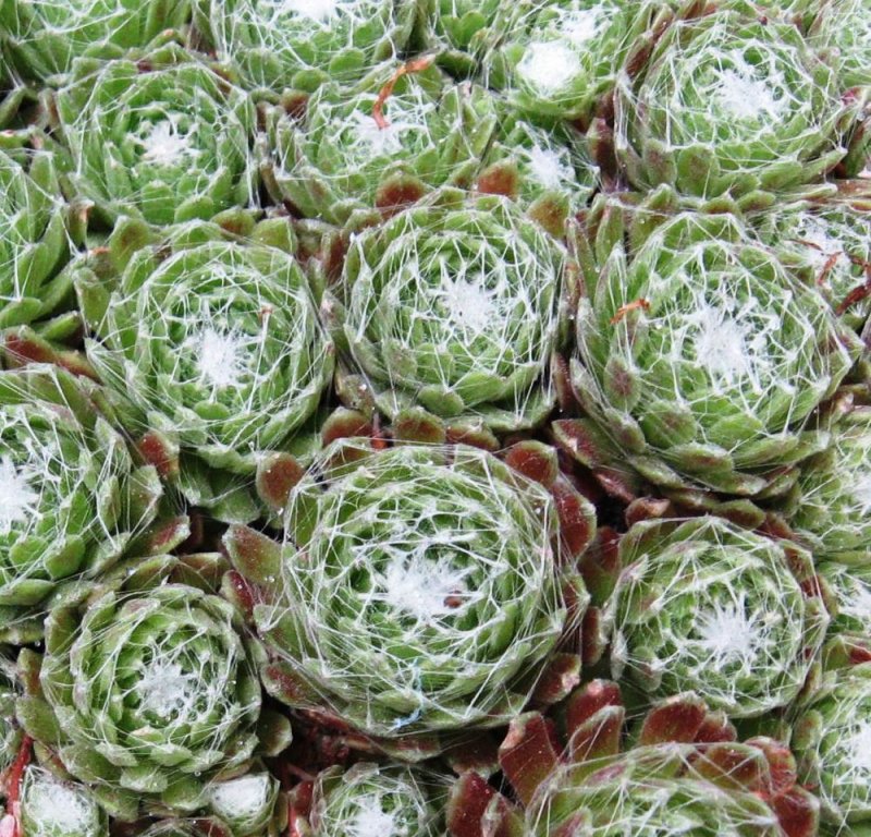 Молодило паутинистое Sempervivum arachnoideum