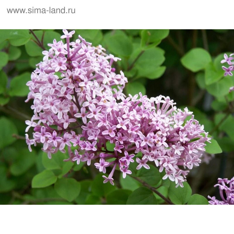 Сирень Амурская на штамбе