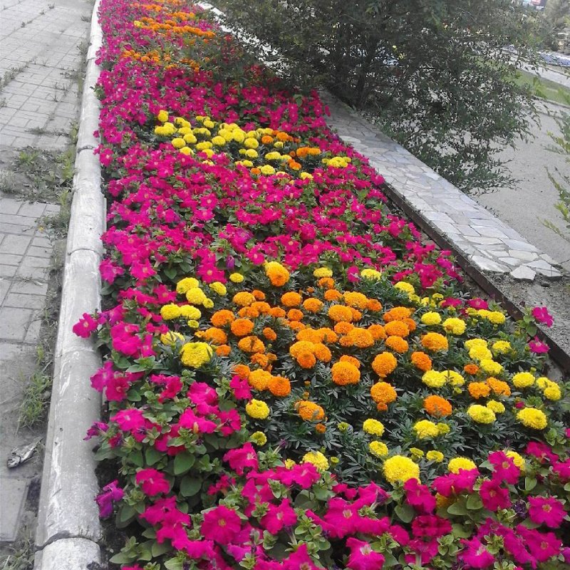 Моноклумба бархатцы
