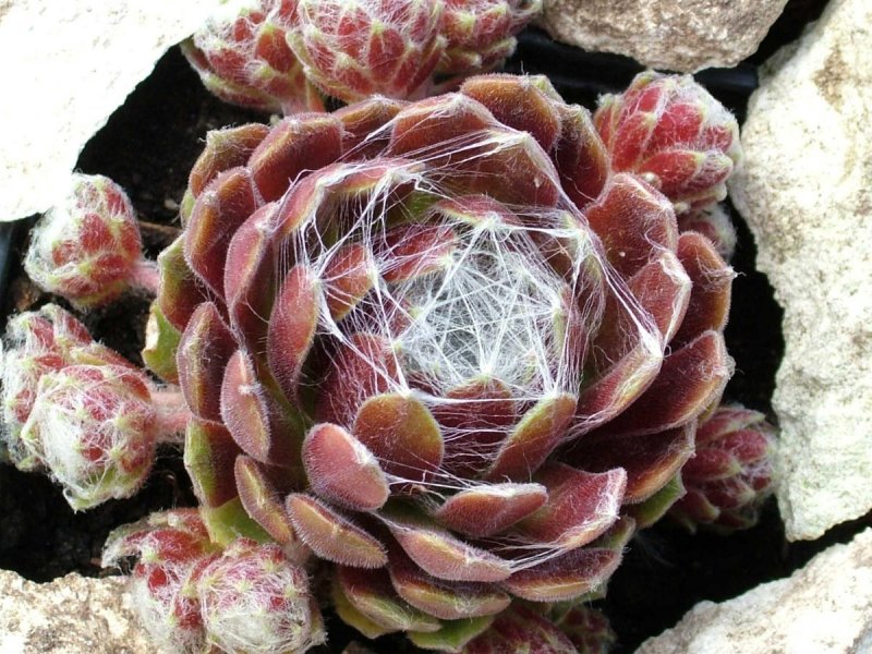 Молодило паутинистое Sempervivum