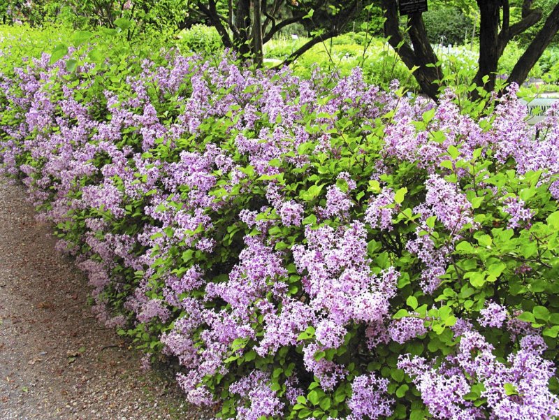Little Trees Lilac артикул