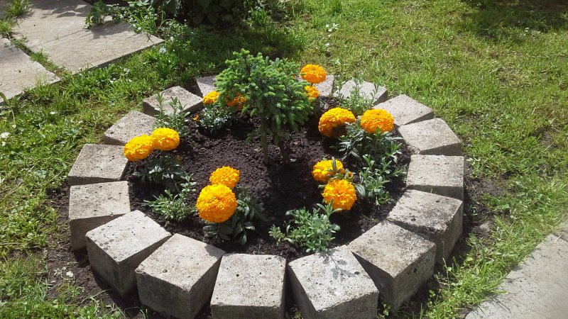 Бархатцы и алиссум на клумбе