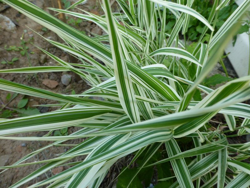 Осока variegata
