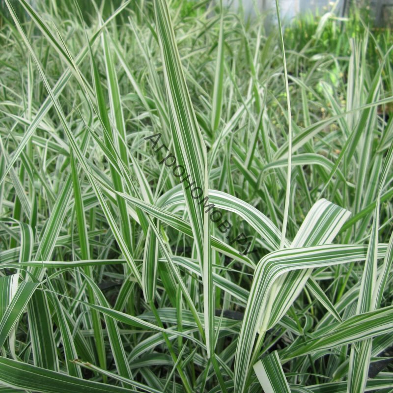 "Канареечник тростниковидный Phalaris arundinacea"