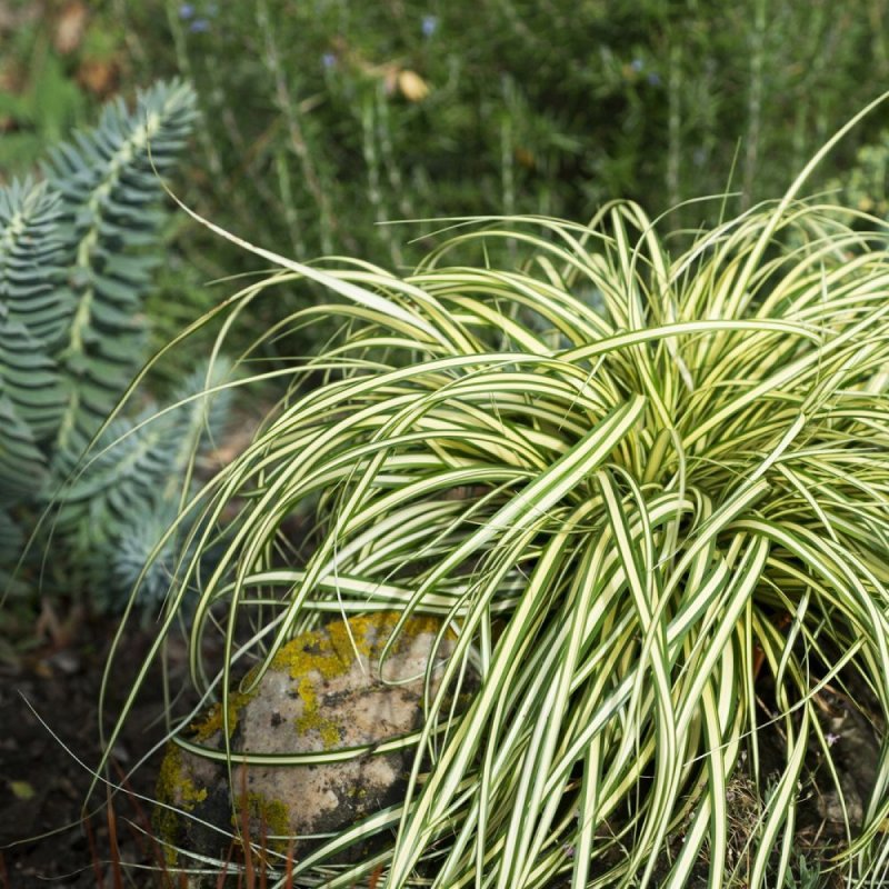 Осока охименская (Carex oshimensis Evergold