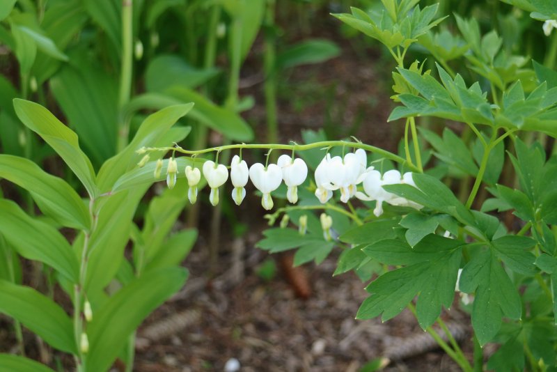 Dicentra spectabilis White Gold