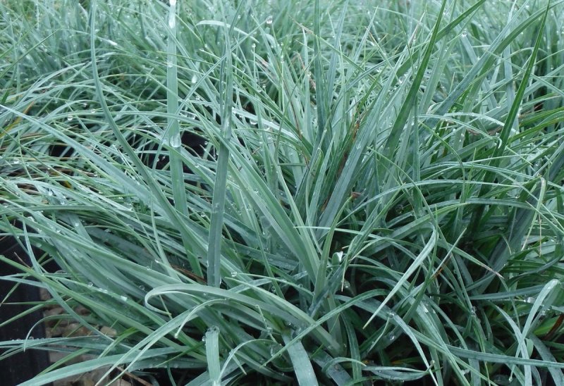 Осока сизая (Carex glauca)