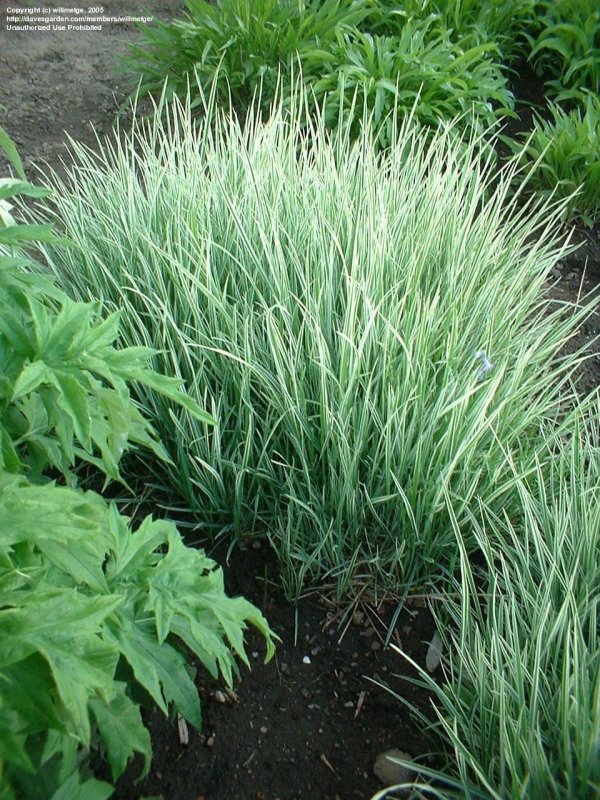 Райграс бульбоносный (Arrhenatherum bulbosum)