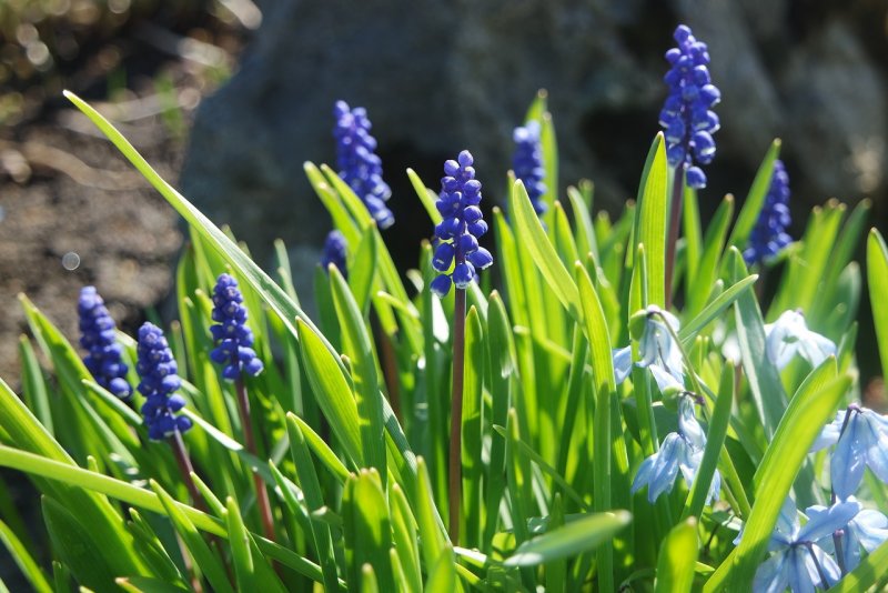 Мускари Muscari