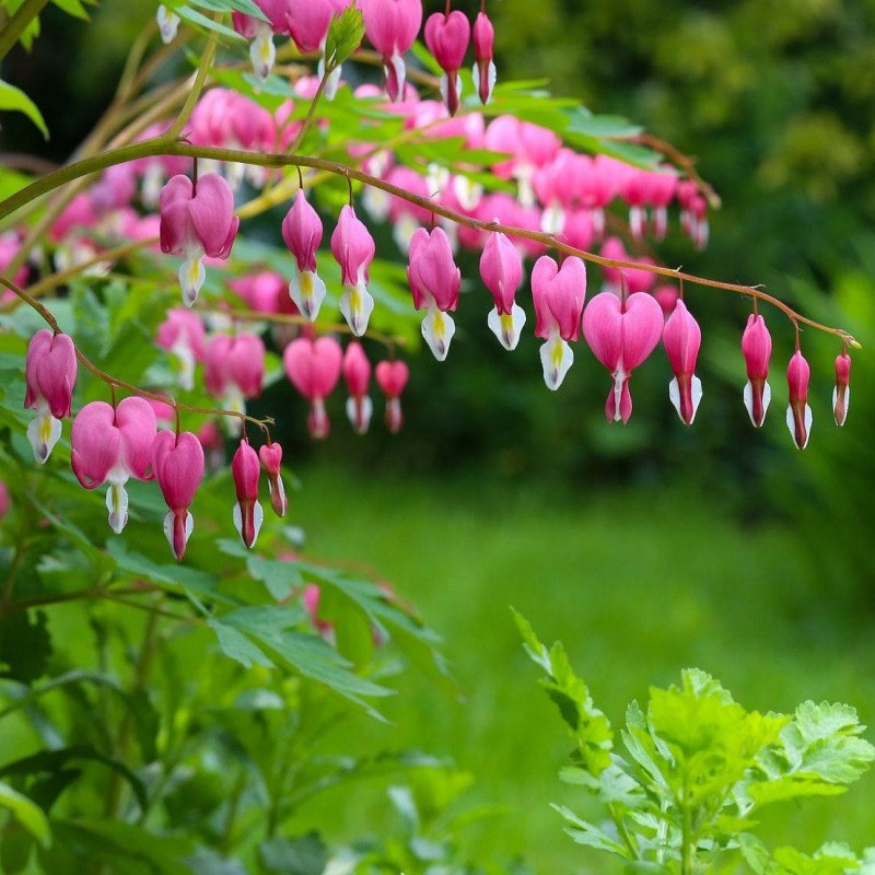 Дицентра Dicentra spectabilis