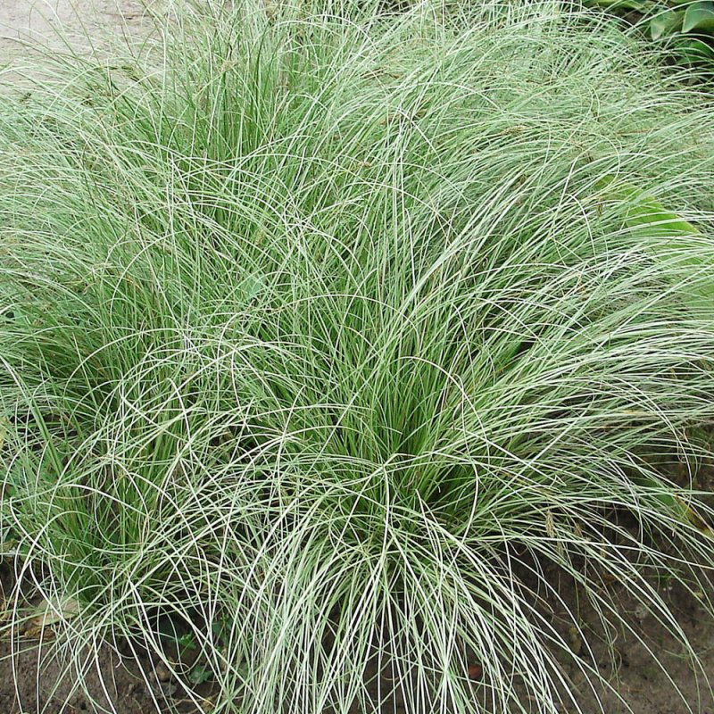 Осока власовидная Frosted Curls Carex Comans
