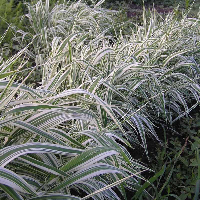 "Канареечник тростниковидный Phalaris arundinacea"