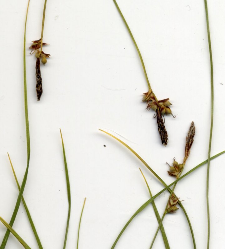 Осока белая (Carex Alba)