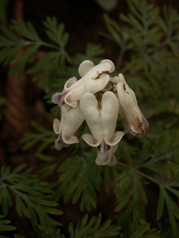 Dicentra spectabilis 'Alba' lauztā SIRDS