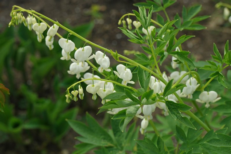 Дицентра spectabilis Alba