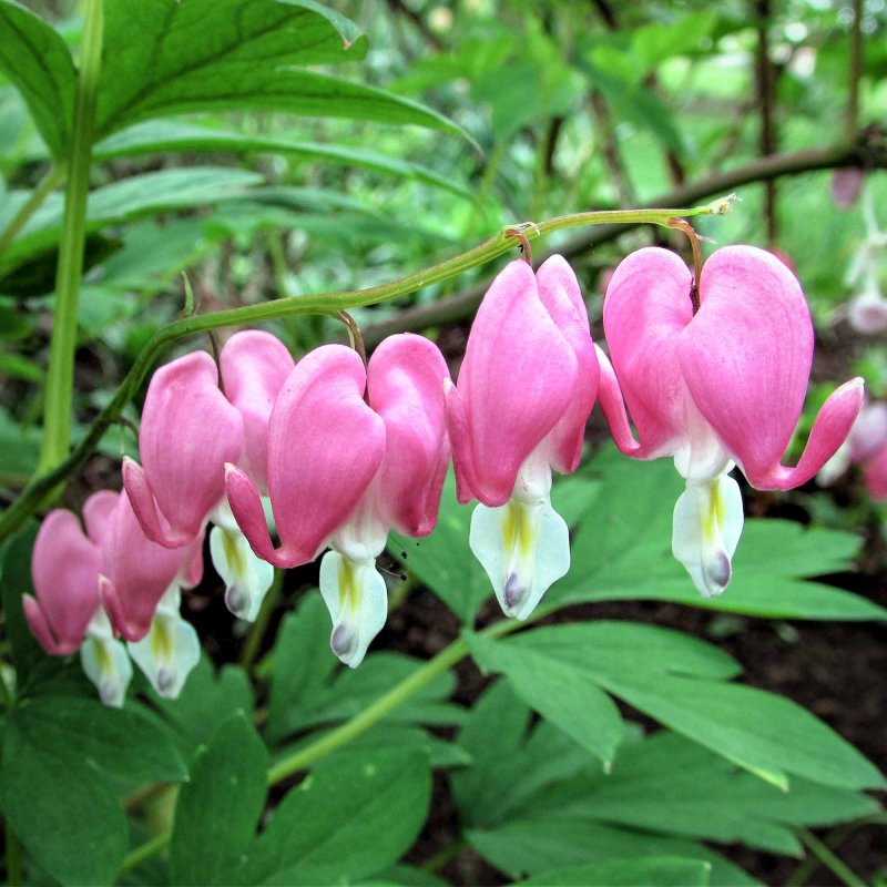 Дицентра spectabilis Pink