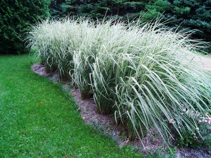 Мискантус китайский variegatus