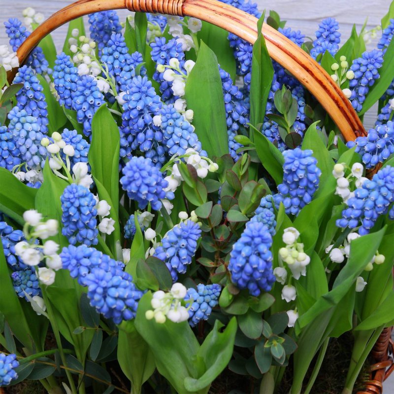 Мускари многолетние луковичные
