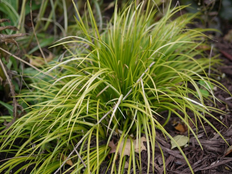 Осока Carex