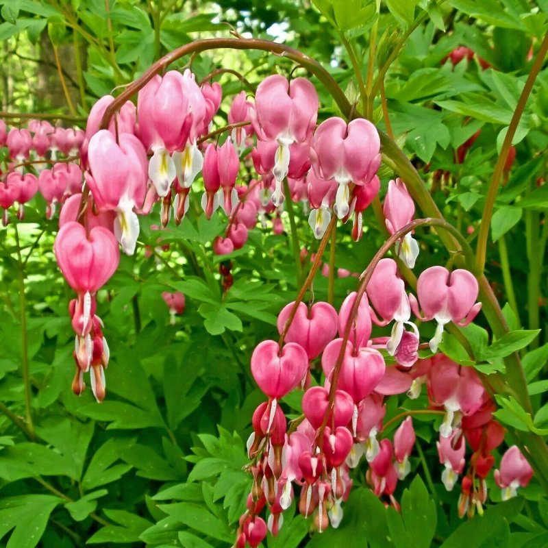 Дицентра Dicentra cucullaria Pink Punk