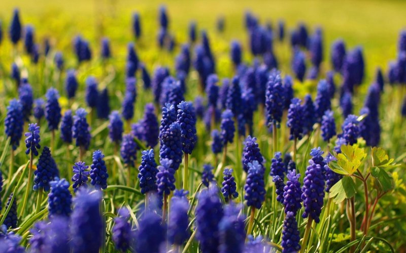 Muscari dolichanthum