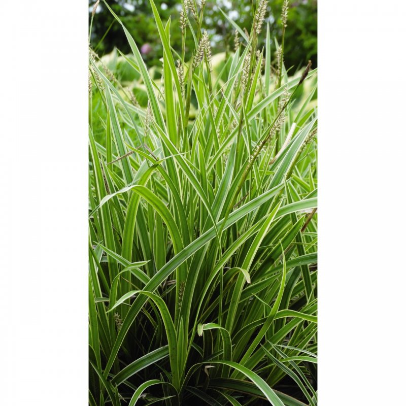 Осока Carex