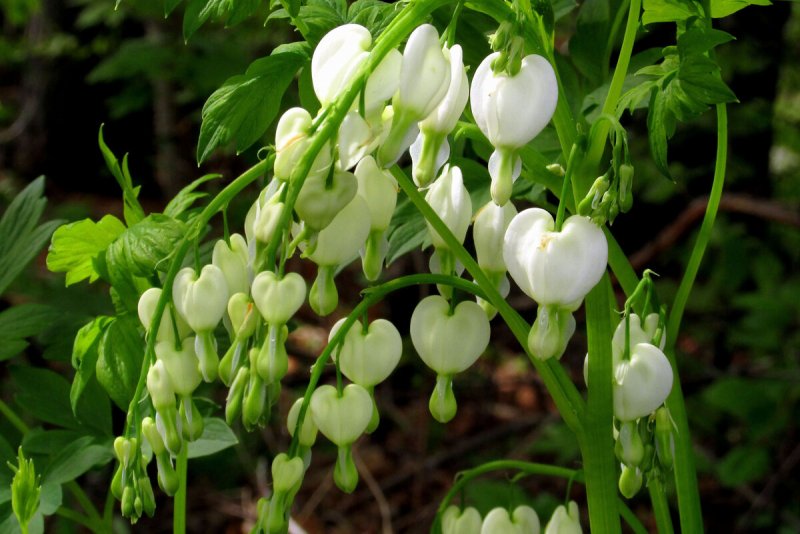 Дицентра spectabilis Alba