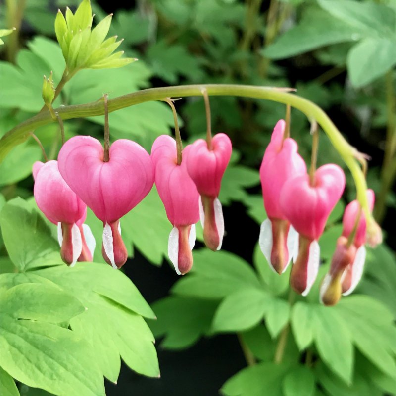 Дицентра spectabilis Pink