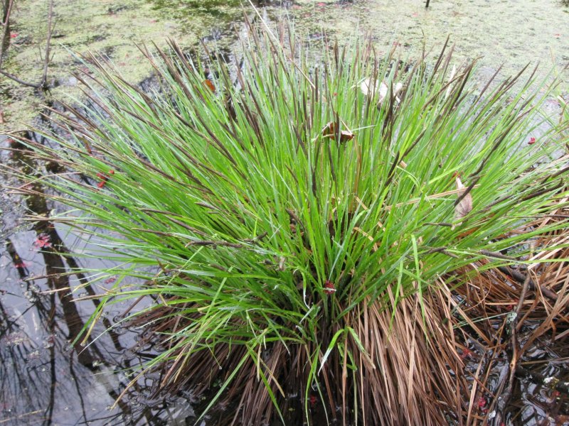 Осока гладконосая (Carex leiorhyncha)