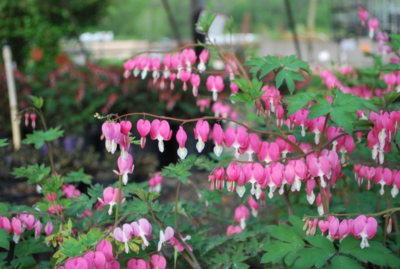Дицентра spectabilis Pink