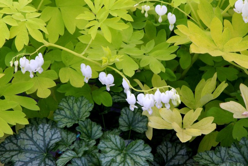 Дицентра spectabilis Alba