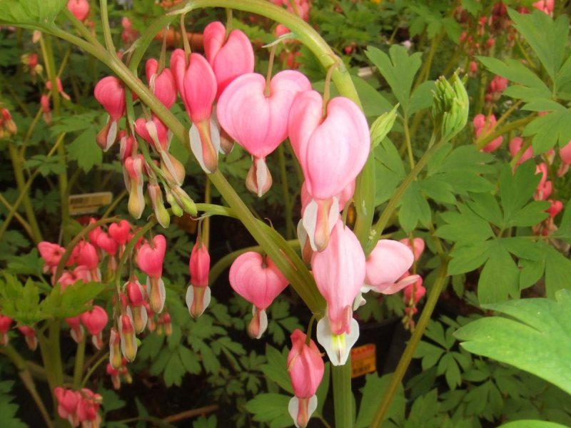 Дицентра spectabilis