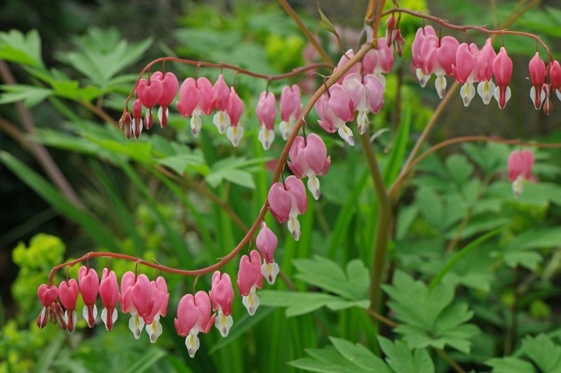 Дицентра spectabilis Pink