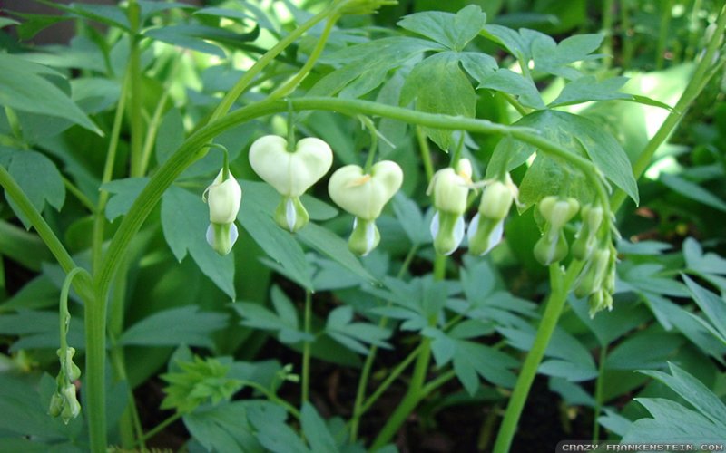 Дицентра Dicentra spec. Alba