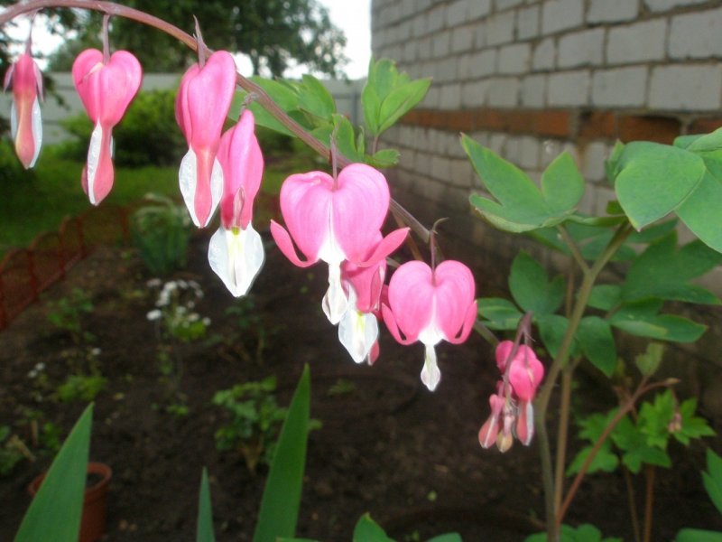Дицентра Альба Dicentra spectabilis