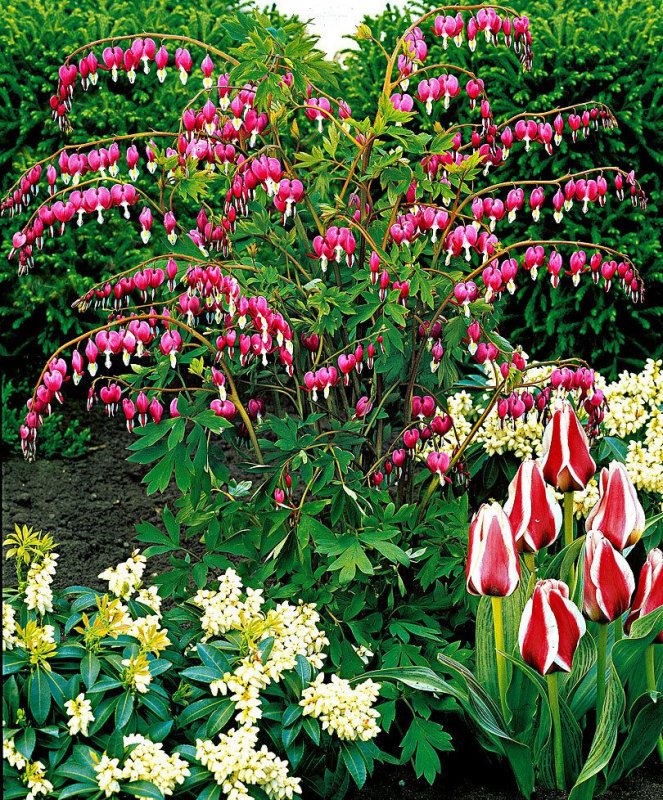 Дицентра spectabilis Alba
