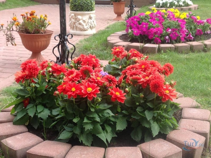 Dahlia XXL Veracruz