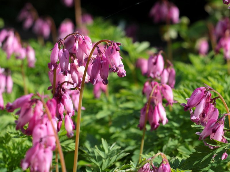 Дицентра великолепная Dicentra spectabilis "Valentine"