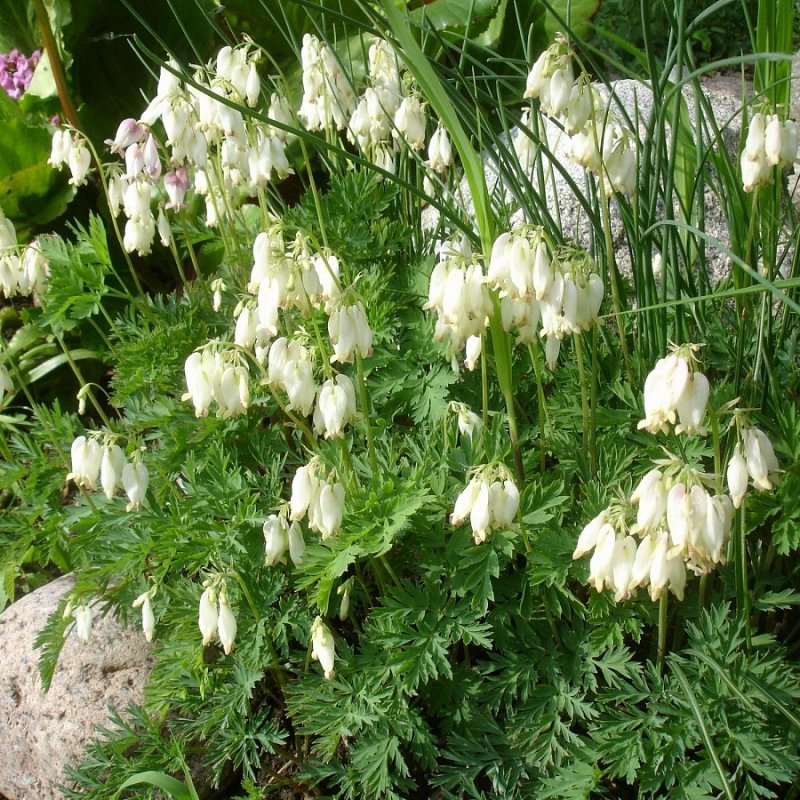Дицентра spectabilis Alba