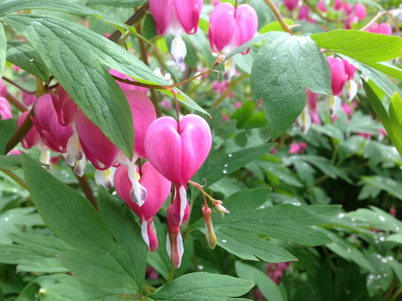 Дицентра Dicentra Formosa