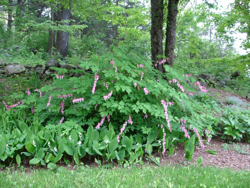 Дицентра Dicentra spectabilis
