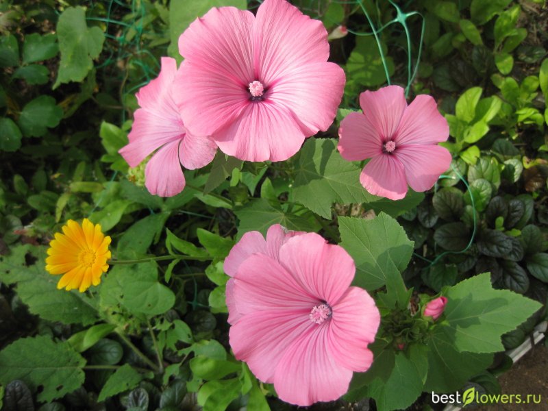 Lavatera microphylla