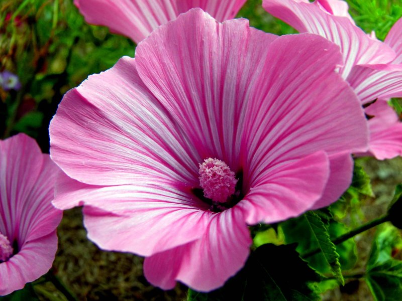 Lavatera trimestris Ruby Regis